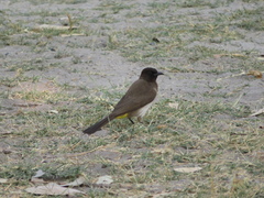 Pycnonotus barbatus tricolor