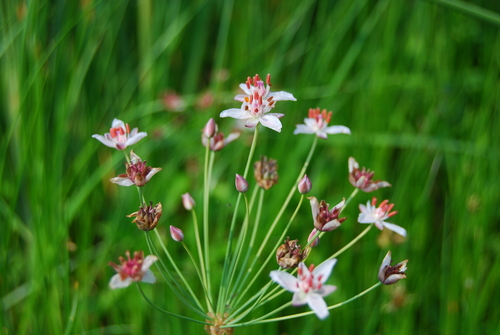 Flowering-rush