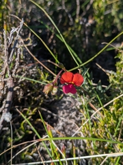 Chorizema ilicifolium, photograph author not stated, no rights reserved