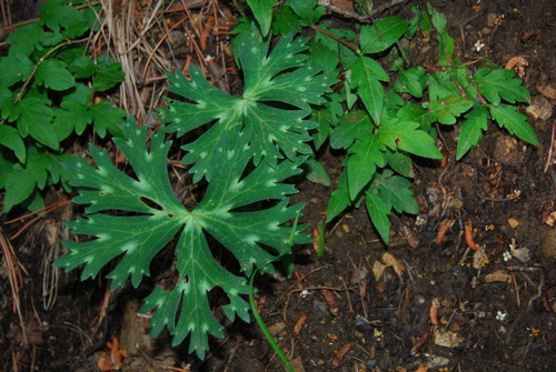 Aconitum barbatum puberulum