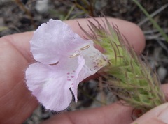 Agalinis densiflora