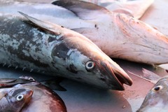 Rachycentron canadum