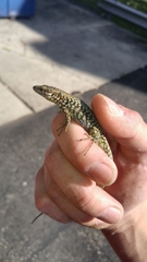 Podarcis muralis maculiventris