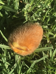 Angiospermae
