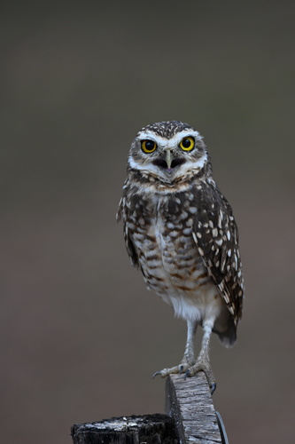 Burrowing Owl