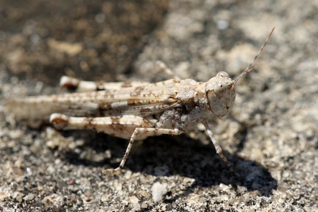 Conipoda