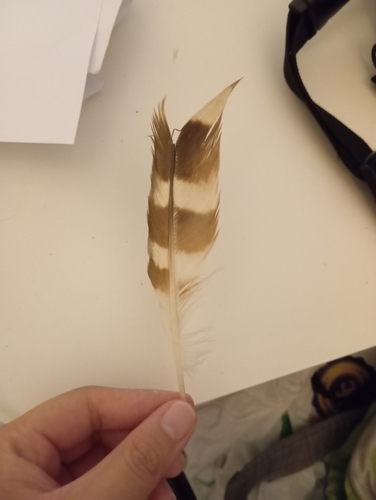 Plume de Busard cendré