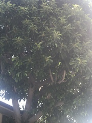 Angiospermae
