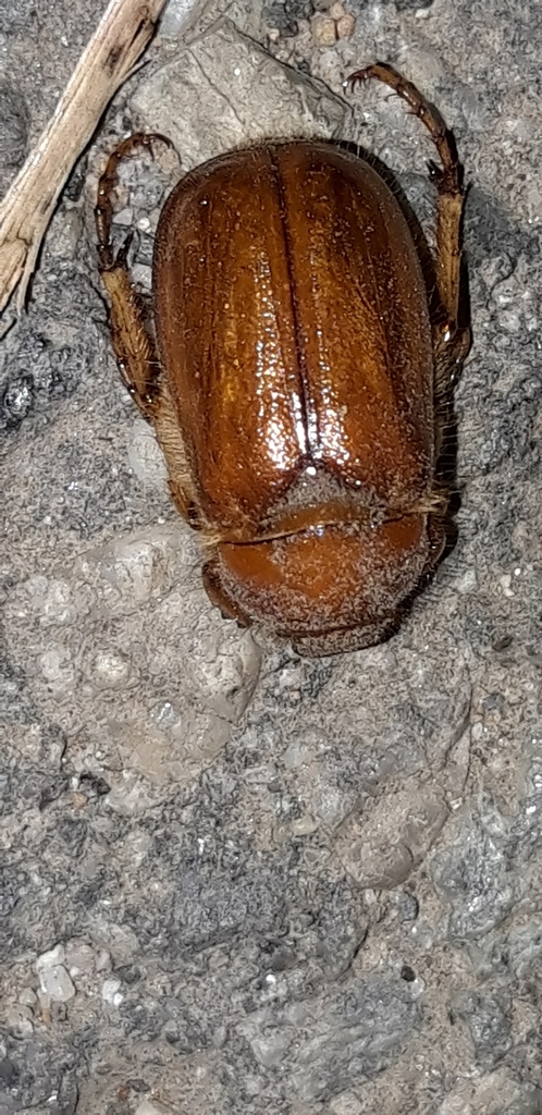 Amadotrogus tarsalis