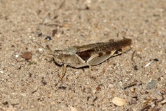Catantopinae
