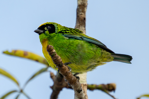 Green-and-gold Tanager (Tangara schrankii), photo 2