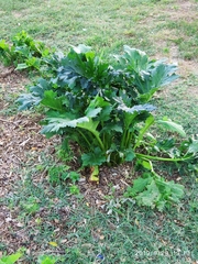 Acanthus mollis
