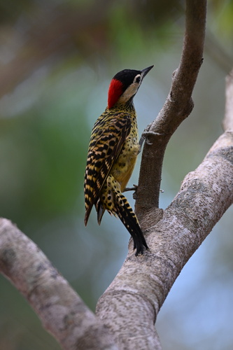 Green-barred Woodpecker
