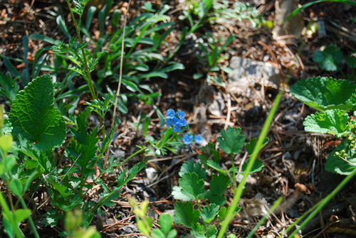 Eritrichium borealisinense
