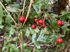 Crataegus