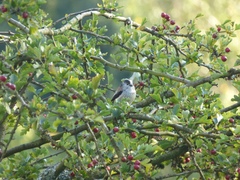 Aegithalos caudatus