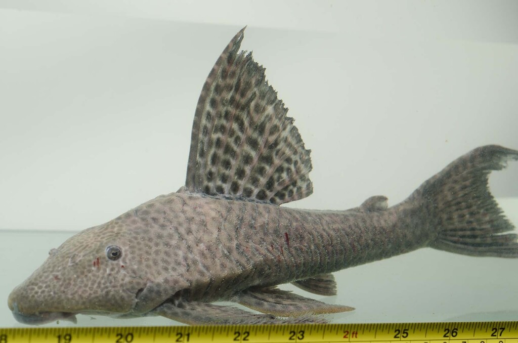 Hypostomus uruguayensis