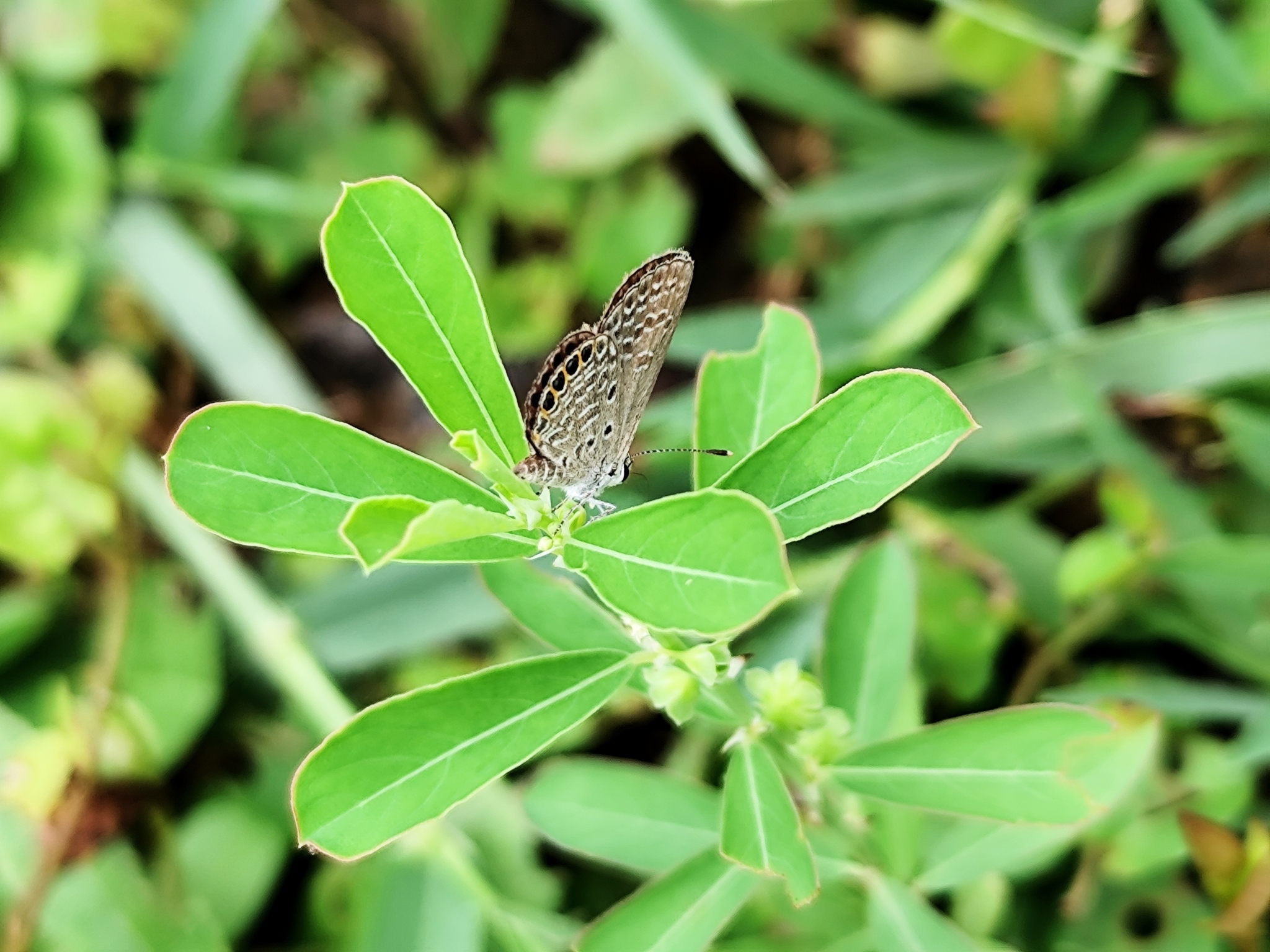 Black-Spotted Grass Jewel