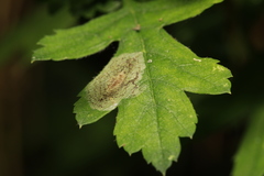 Phyllonorycter corylifoliella