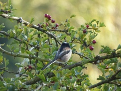 Aegithalos caudatus