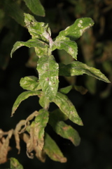 Podosphaera epilobii