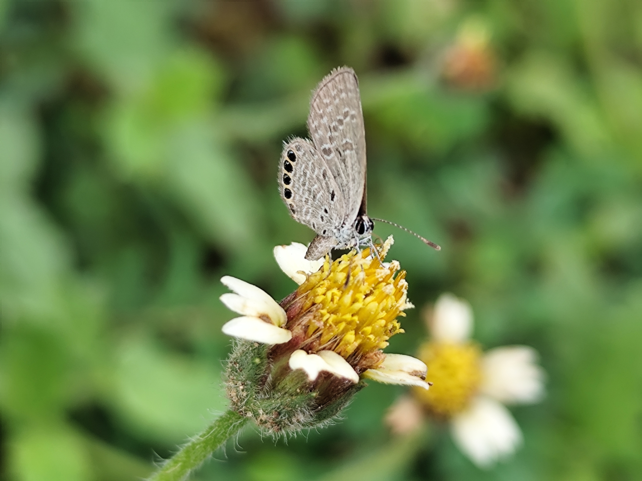 Black-Spotted Grass Jewel