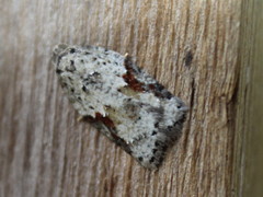 Acleris cornana