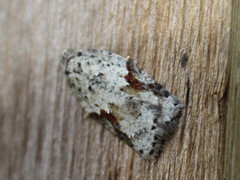 Acleris cornana