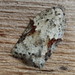 Acleris cornana - Photo (c) Claire Moxon-Waltz, some rights reserved (CC BY), uploaded by Claire Moxon-Waltz