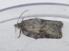 Acleris placidana