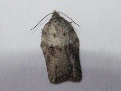 Acleris placidana