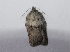 Acleris placidana