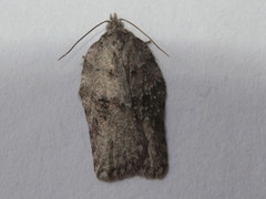 Acleris placidana