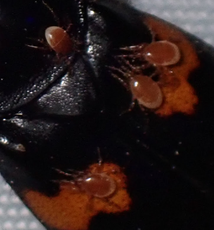 Poecilochirus G.Canestrini & R.Canestrini, 1882