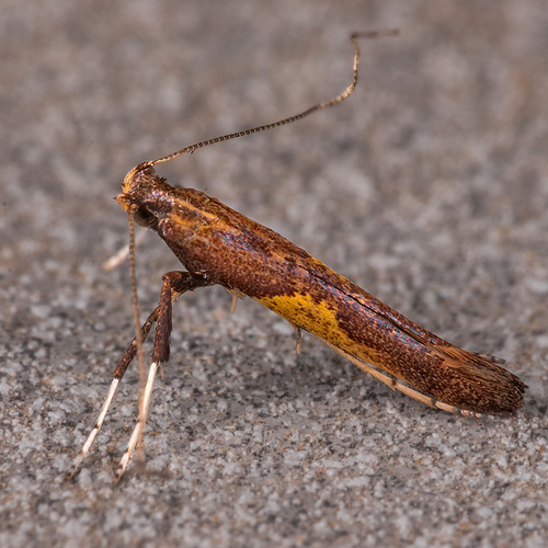 Caloptilia fribergensis