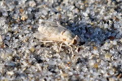 Tabanidae