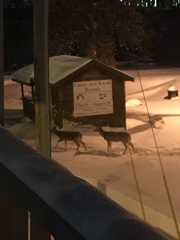 Odocoileus virginianus