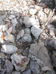 Mammillaria perbella