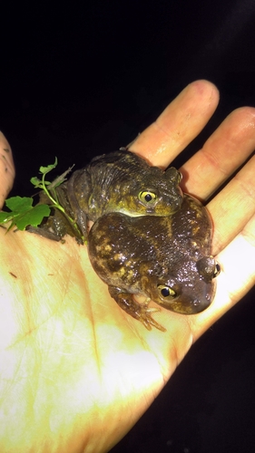Eastern Spadefoot photographed in Ohio