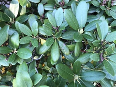 Rhododendron maximum