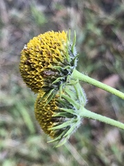 Helianthus grosseserratus