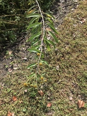 Helianthus grosseserratus