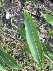 Helianthus grosseserratus