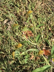 Helianthus grosseserratus