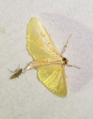 Palpita freemanalis