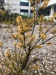 Podocarpus acutifolius