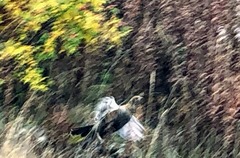 Lyrurus mlokosiewiczi