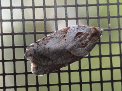 Acleris maculidorsana