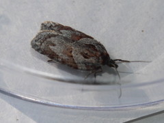 Acleris maculidorsana