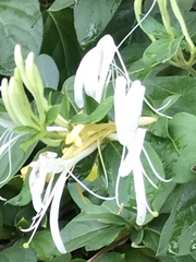 Lonicera japonica